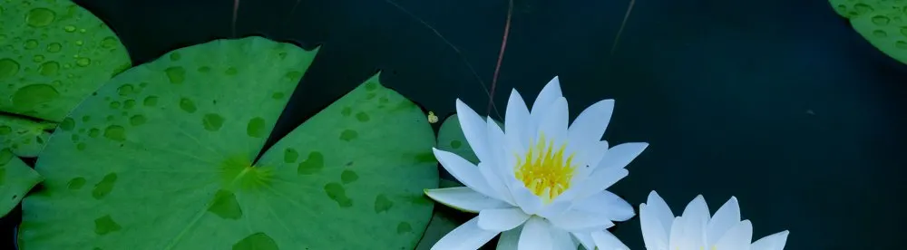 서암정사