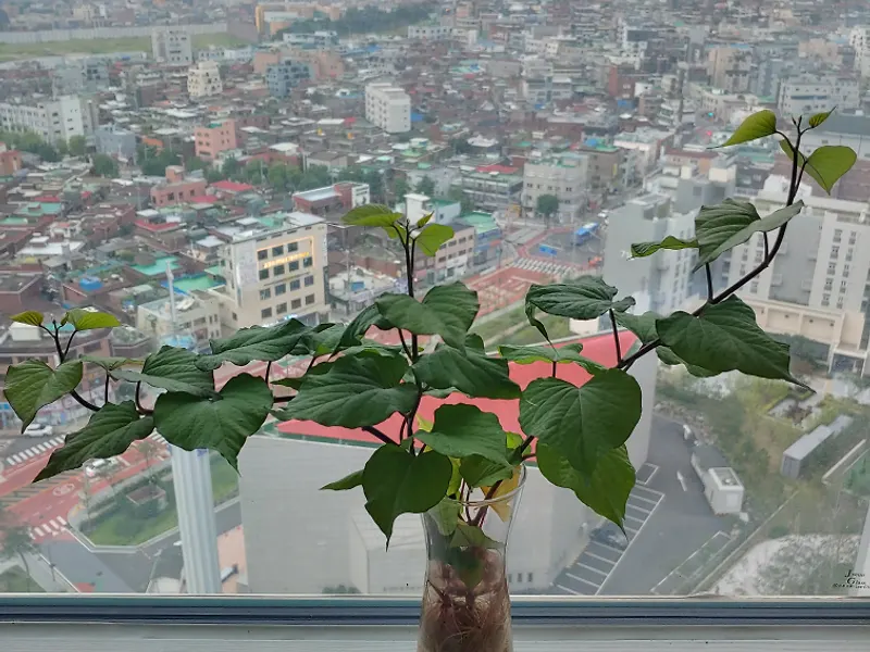 경희요양병원