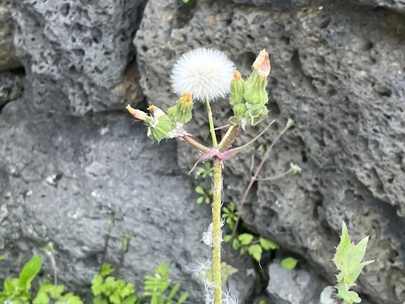 통천사