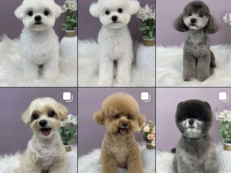 산책가개